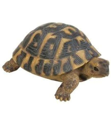 Perroquet De Gris Africain Du Congo Image Stock - Image Du Rouge