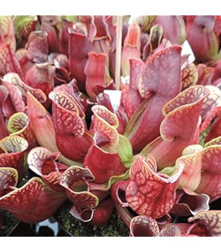 Dionaea Muscipula Jumbo – Giardino Carnivoro - Foto 5