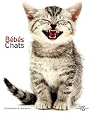 Bébés chats