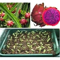 thumbnail image 2 of 50 Dragon Fruit (Pitaya) Cactus Seeds - Exotic Fruit Tree Seeds For Planting 2 of 5