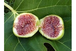 GROW YOUR SECRET GARDEN Feigenbaum 10 Samen, Echte Feige (Ficus Carica) Süße und saftige Früchte, gut für kaltes Klima