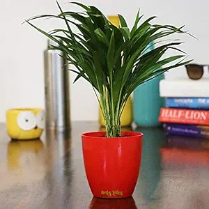 Leafy Tales Areca Palm Air Purifier Live Plant in Red Plastic Pot | NASA Indoor Plant