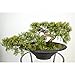 Produktbild Set 2 x Künstlicher Bonsai Zeder in Schale, 156 Spitzen, 40 cm, wetterfest - hochwertiger Kunstbonsai Deko Bonsai - artplants