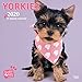 Yorkies - Yorkshire Terrier 2020: Original Myrna-Kalender [Mehrsprachig] [Kalender] (Wall-Kalender) by 