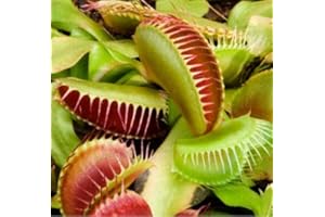 BRYNCIR GARDEN CENTRE Venus Fly Trap- Set of Two- Dionaea Muscipula Plant (not Seed) in 9cm Pot Carnivorous Plant