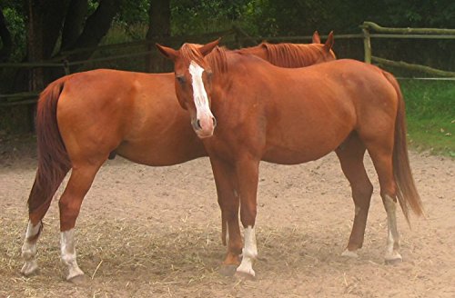 KOMPOSTWÜRMER kaufen – 1000 Stück/Sack – Kompoststarter Regenwurm Set – Gartenwürmer/Regenwürmer Eisenia-Mix lebend – aktive Würmer für Kompost, Komposter, Wurmkomposter, Wurmkiste und Wurmfarm - 6