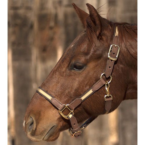 Intrepid-International-Two-Tone-Nylon-and-Leather-Horse-Halter-Cob-TanBrown