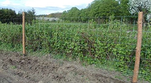 Wildzaun 50m Forstzaun Weidezaun Drahtzaun Knotengeflecht 180cm 3 Größen (180/13/30) - 5
