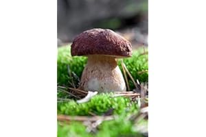 Mycelium - Boletus Pinophilus, fungo da foresta, per coltivare i tuoi funghi