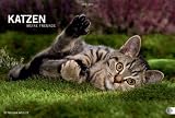Katzen. Meine Freunde 2012 by