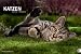 Katzen. Meine Freunde 2012 by