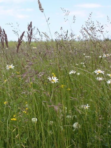 KMG CSS1 Flower Rich Margin & Plots (AB8) - 20 x 20kg - £112/20kg