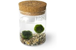 KAKI LA FELICITÀ È NELLE PICCOLE COSE Marimo Original Sughero Leggenda – Coppia (Fondale Naturale)