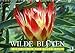 Produktbild Wilde Blüten: Wildblumen aus aller Welt (Wandkalender 2019 DIN A3 quer): Die wilden Schwestern unserer Gartenblumen und Topfpflanzen (Monatskalender, 14 Seiten ) (CALVENDO Natur)