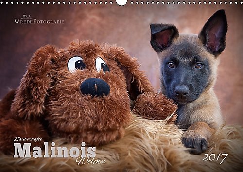 Zauberhafte Malinos Welpen - Belgische Schäferhunde (Wandkalender 2017 DIN A3 quer): Zauberhafte Welpenfotos der Rasse Malinois (Monatskalender, 14 Seiten ) (CALVENDO Tiere)