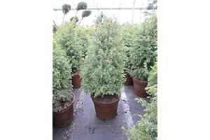BAUMSCHULE PFLANZENVIELFALT Juniperus communis Excelsa- Gesunder Heidewacholder - Feuerbaum - Weihrauchbaum - Wacholderbeere - Räucherstrauch