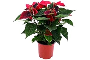 DECOALIVE Flor de Pascua Natural Planta de Navidad Poinsettia Flor de Color Rojo