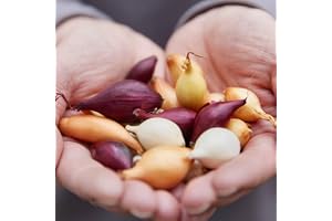 Vintersättlök Tricolor Mix – 1000g Lök – Mildt Stark | Hög Kvalitet från Holland – Bulbstorlek 14–21 mm – Inga Frön, Inte Art