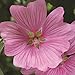 Produktbild Portal Cool 3 Lavatera Clementii ‚Bredon Spings‘ Plug Pflanzen 'Baum Mallow Hardy Strauch'