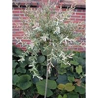 Harlekinweide Salix integra Hakuro Nishiki 60 cm Stammhöhe im 5 Liter Pflanzcontainer
