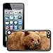 Price comparison product image Just Phone Cover Hot Style Cell Phone PC Hard Case Cover // M00140247 Kodiak Bear Bear Predator Animal // Apple ipod Touch 5 5G 5th