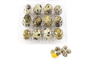 Jilijia 50pcs Quail Egg Storage Box - Transparent PVC Rectangular Carton for Quail Eggs - 12/18/20 Grids - Modern Design - Portable - No Lid - Bathroom Use