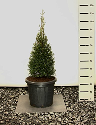 Europäische Eibe - Kegel- Pyramidenschnitt - Taxus baccata - verschiedene Größen (90-110cm Ø 30cm-15Ltr.)