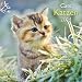 Katzen 2014 A&I by 