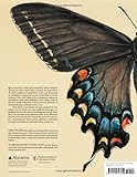 Image de The Butterflies of North America: Titian Peale's Lost Manuscript