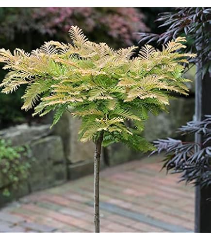 Hochstamm Faden Lebensbaum Whipcord 40-60cm - Thuja plicata - lebende  Gartenpflanze aus den Baumschulen : Amazon.de: Garten
