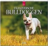 Französische Bulldoggen 2016: Original Stürtz-Kalender - Mittelformat-Kalender 33 x 31 cm [Spiralbindung] by 
