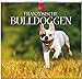 Französische Bulldoggen 2016: Original Stürtz-Kalender - Mittelformat-Kalender 33 x 31 cm [Spiralbindung] by 