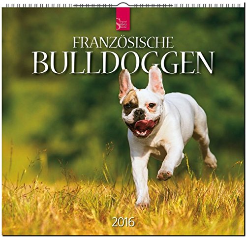 Französische Bulldoggen 2016: Original Stürtz-Kalender - Mittelformat-Kalender 33 x 31 cm [Spiralbindung]