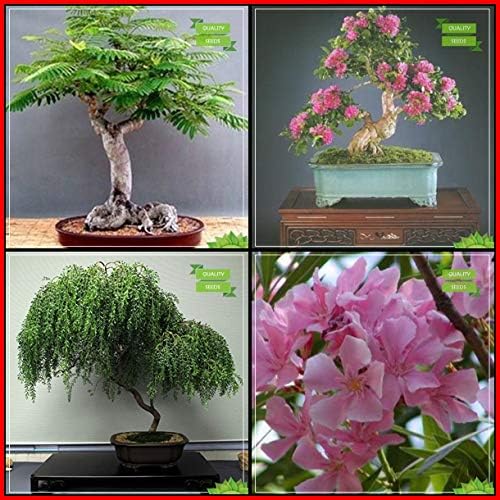 Creative Farmer Seeds And Plants Combo Bonsai Suitable : Flame Tree, Lagerstroemia Speciosa, Yellow Flametree, Nerium Indicum Tree Seeds Terrace Gardening