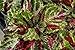 Produktbild Cushy 50 Coleus Seed - Multicolor-Streifen von Rot, Lachs, gelb und grün