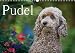 Pudel (Wandkalender 2019 DIN A3 quer): Ein bunter Pudel-Kalender für das ganze Jahr (Monatskalender, 14 Seiten ) (CALVENDO Tiere) - Nicole Noack