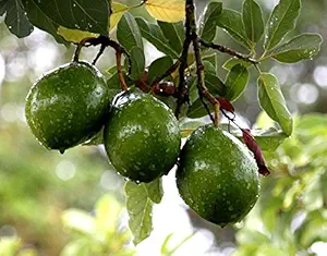 AVOCADO / BUTTER FRUIT (????? ??) / Persea americana. Variety: HASS [IMPORTED]