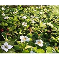 Cornus canadensis - Teppichhartriegel - Hornstrauch Preis nach Stückzahl 5 Stück