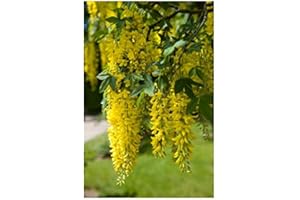 RP Seeds Laburnum anagyroides (Golden Chain) 30 Seeds