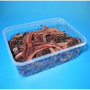 Futterwürmer - Groß - 10 Stück in Styropordose