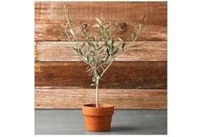Ulivo olivo "Olea europea" pianta in vaso bio ø8 cm mensa olio Vivaio di Castelletto