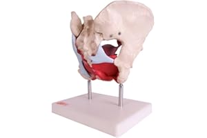66fit XC-125 Female Pelvic Muscle & Organ Anatomical Model - Medical Educational Training Aid