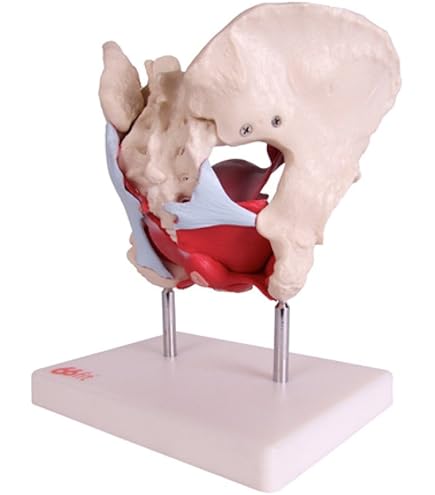 Female Pelvis Model Life Size Pelvic Floor Muscle Repair Bladder Vagina Accessory Structure Anatomy Model With Pelvic Floor Muscles Colored