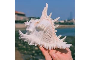 SKOOLOVE Large Natural Sea Shells, Huge Ocean Conch 16-18cm Jumbo Seashells Perfect for Wedding Decor Beach Theme Party, Home Decorations,DIY Crafts, Fish Tank and Shell Collectors (A-1PCS)