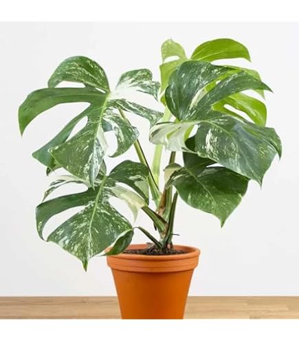 Semi di piante Monstera Bianca : Amazon.co.uk: Garden