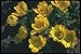 Produktbild 133004 Yellow (Adonis Walziana) A4 Photo Poster Print 10x8