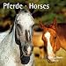 Pferde - T & C-Kalender 2010 by