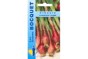 Sachet de graines de Ciboule commune rouge - 1 g - légume feuille - LES GRAINES BOCQUET