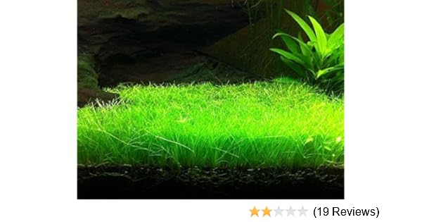 Floral Treasure Cow Hair Aquatic Plant Seeds Pack Of 20pcs