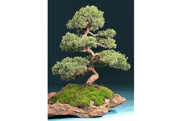 Tropica – Bonsaï de Genévrier de Chine (Juniperus chinensis) – 30 graines